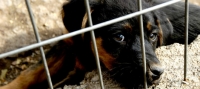 "Puppy Eyes" by Aplomb is licensed under CC BY-SA 2.0